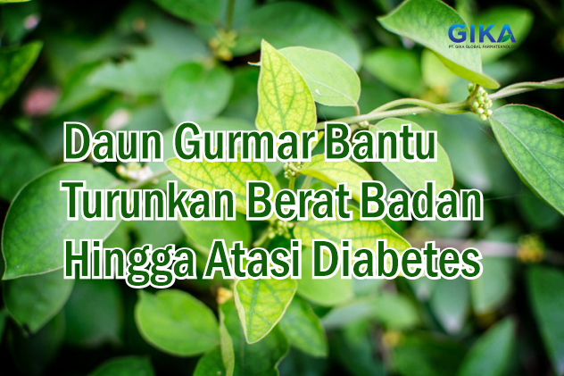 daun gurmar