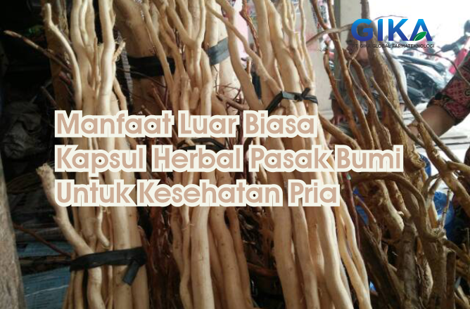 Manfaat Luar Biasa Kapsul Herbal Pasak Bumi Untuk Kesehatan Pria