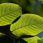 10 manfaat daun bidara yang menakjubkan untuk kesehatan tubuh