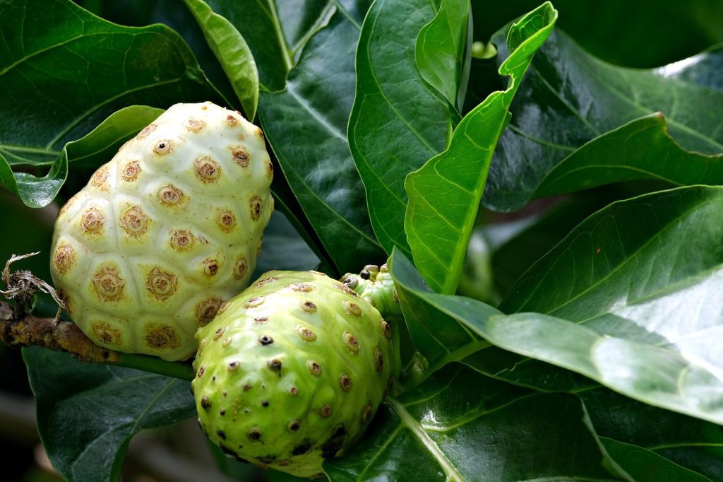 buah mengkudu dan khasiatnya untuk kesehatan