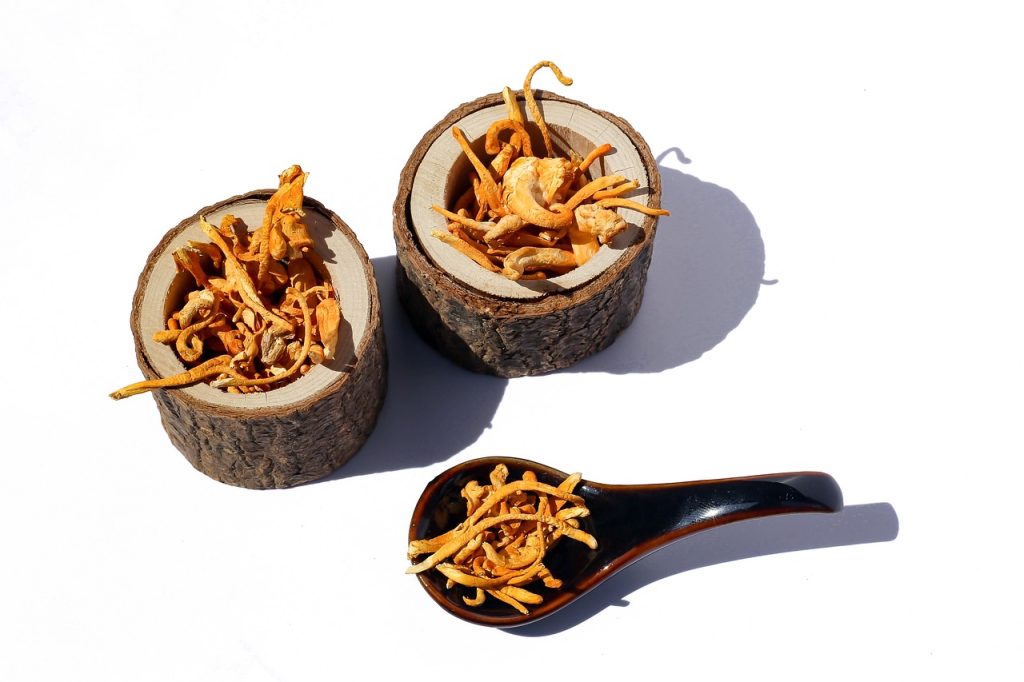 cordyceps herbal tradisional untuk vitalitas tubuh