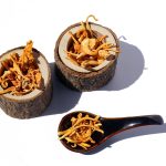 cordyceps herbal tradisional untuk vitalitas tubuh
