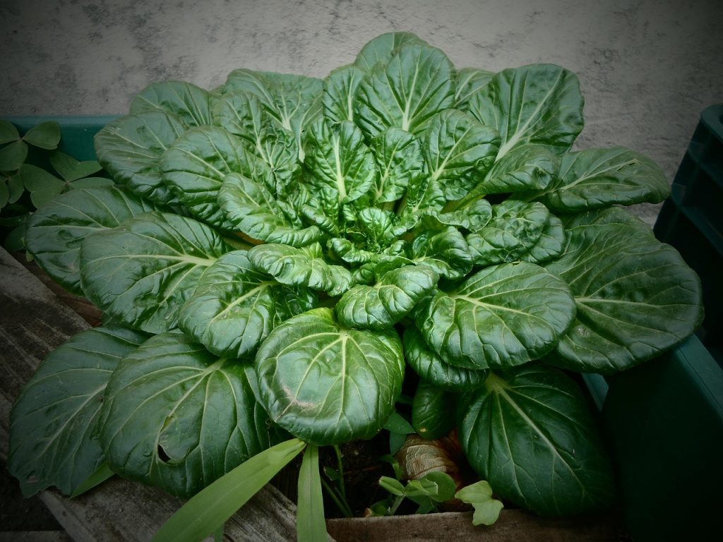 daun bayam superfood yang kaya nutrisi dan mudah didapatkan