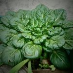 daun bayam superfood yang kaya nutrisi dan mudah didapatkan