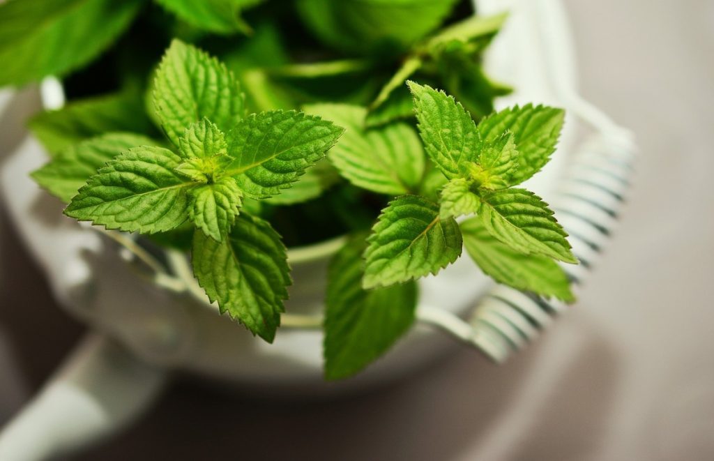 daun mint fakta menarik dan manfaatnya
