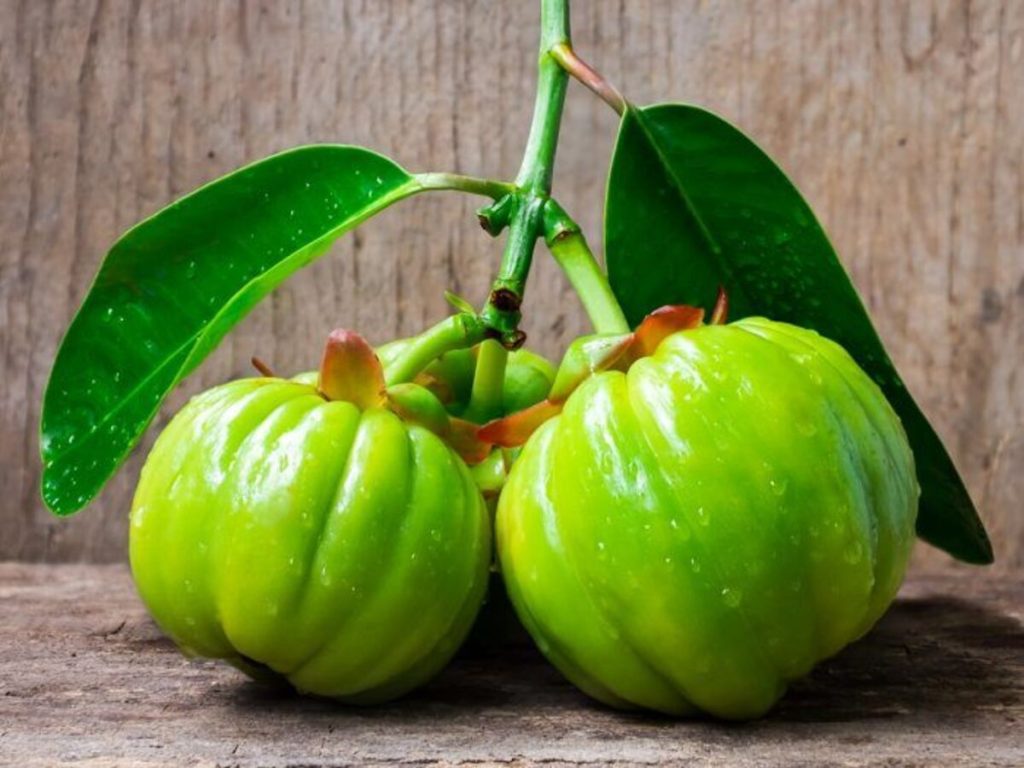 garcinia cambogia solusi alami kurangi lemak