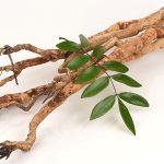 manfaat tongkat ali untuk vitalitas dan kesehatan