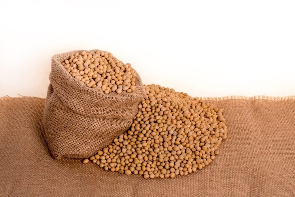 rahasia dibalik kedelai sumber protein nabati terbaik