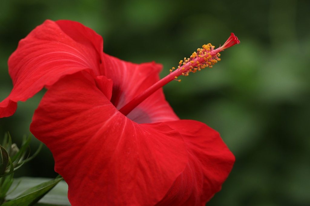 rahasia hibiscus sebagai tanaman penyembuh alami
