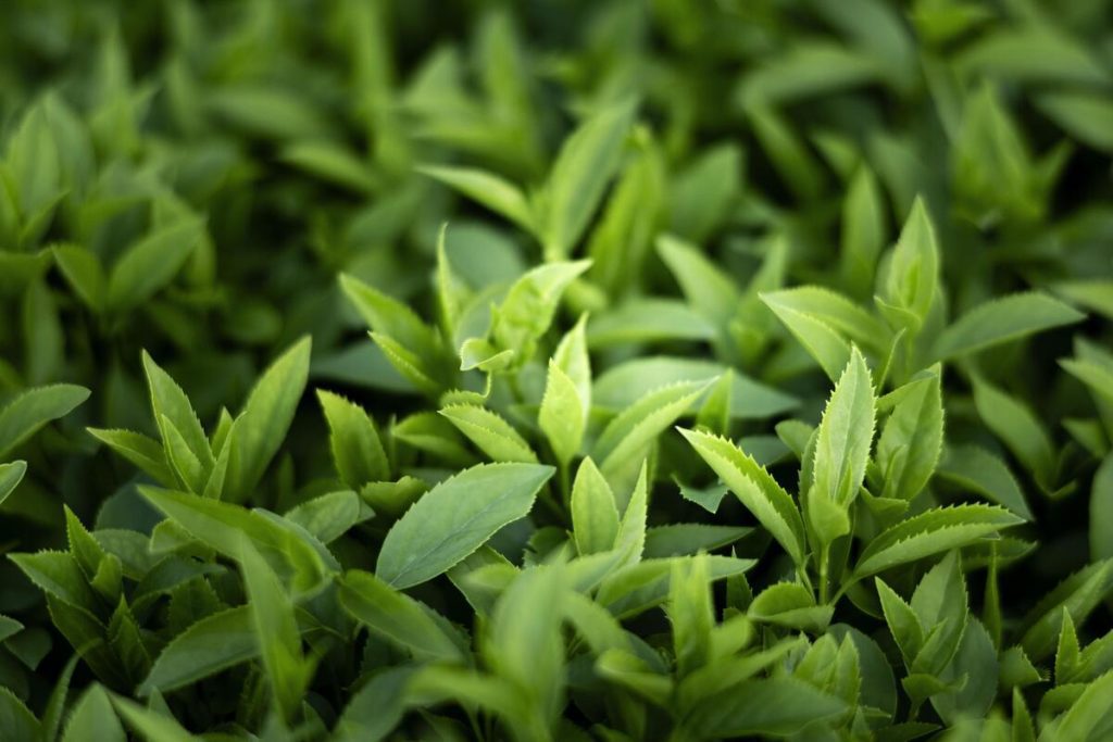 sambiloto herbal ajaib dengan segudang khasiat