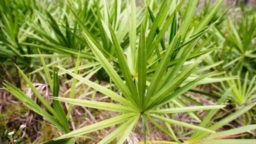 suplemen saw palmetto untuk kesehatan seksual pria