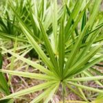 suplemen saw palmetto untuk kesehatan seksual pria