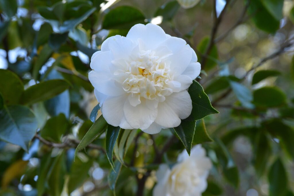 apa itu camellia sinensis ini manfaatnya untuk tubuh