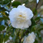 apa itu camellia sinensis ini manfaatnya untuk tubuh