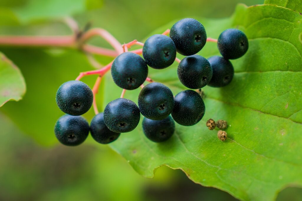 cara mudah mencerahkan kulit dengan blackcurrant