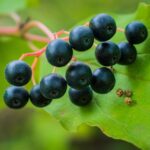 cara mudah mencerahkan kulit dengan blackcurrant