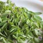 lawan penuaan dini dengan antioksidan dari moringa oleifera