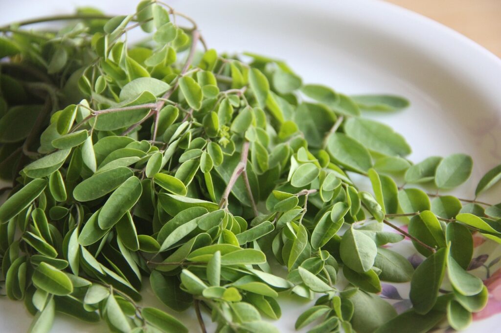 lawan penuaan dini dengan antioksidan dari moringa oleifera