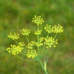 manfaat adas sebagai asi booster wajib dicoba ibu menyusui