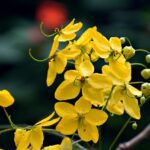 rahasia bab lancar khasiat jati cina yang jarang diketahui