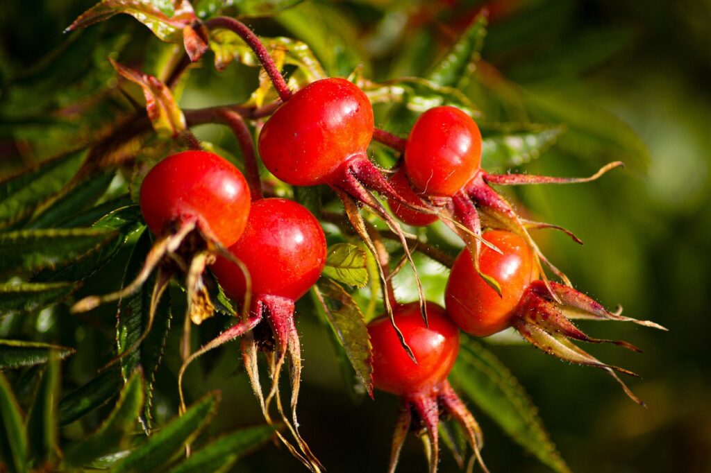 rosehips bisa hancurkan lemak begini cara kerjanya