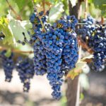 turunkan berat badan dengan konsumsi buah anggur
