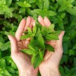 daun mint