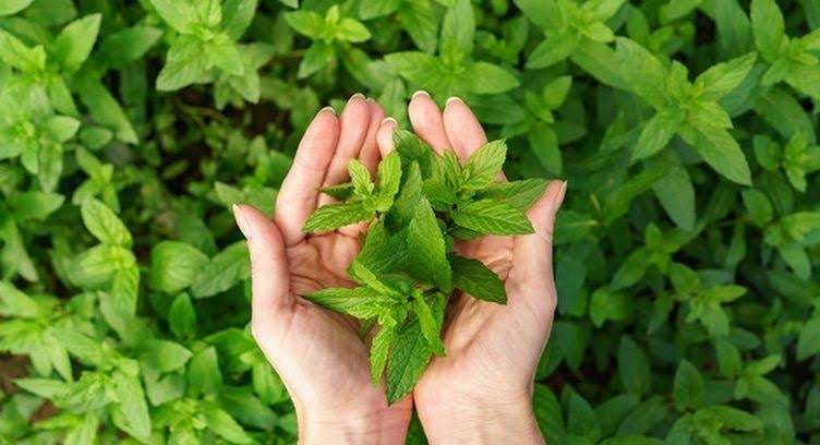 daun mint