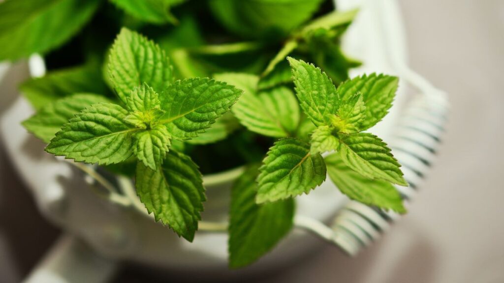 daun mint
