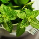 daun mint