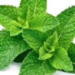 daun mint