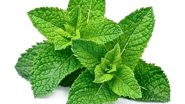 daun mint