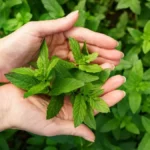 daun mint