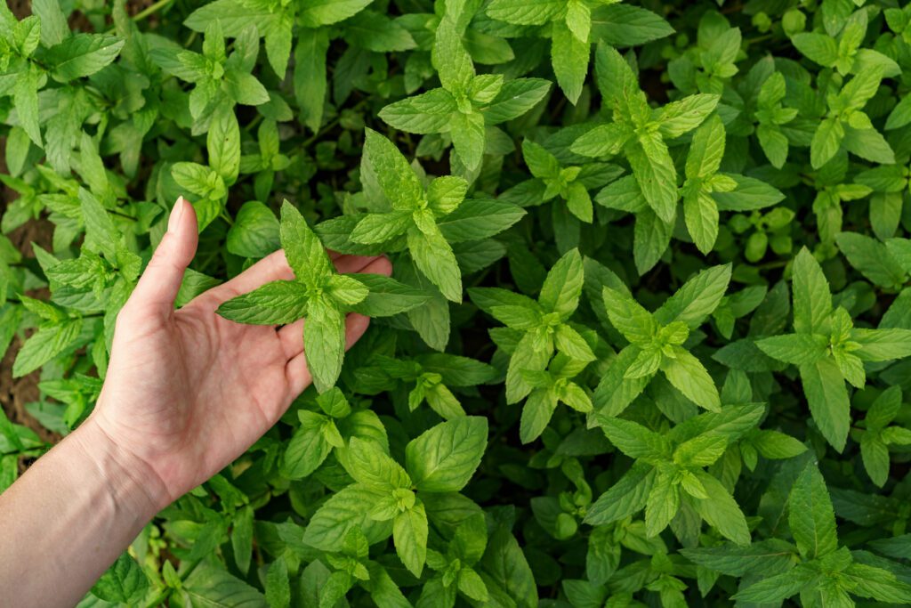 Sambiloto Herbal
