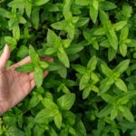 Sambiloto Herbal