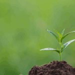 keuntungan usaha maklon herbal