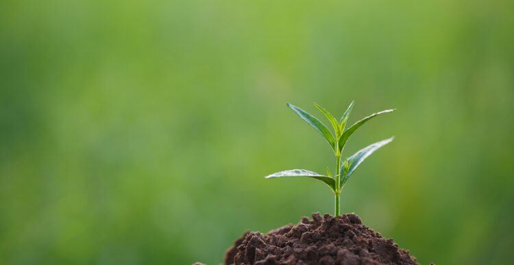 keuntungan usaha maklon herbal