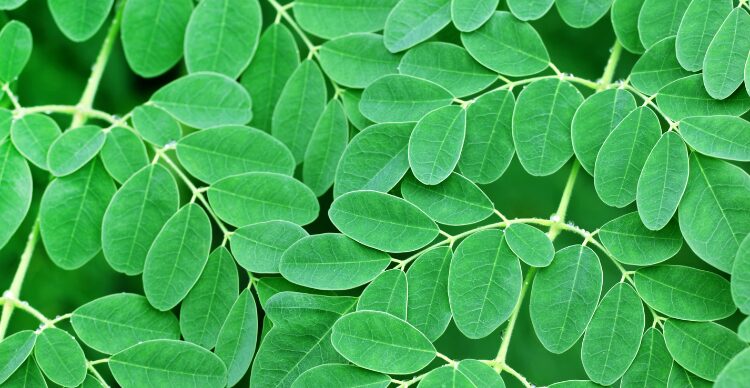 manfaat daun kelor untuk pria