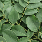 Fakta Mengejutkan: Daun Kelor Baik untuk Kesehatan Mata