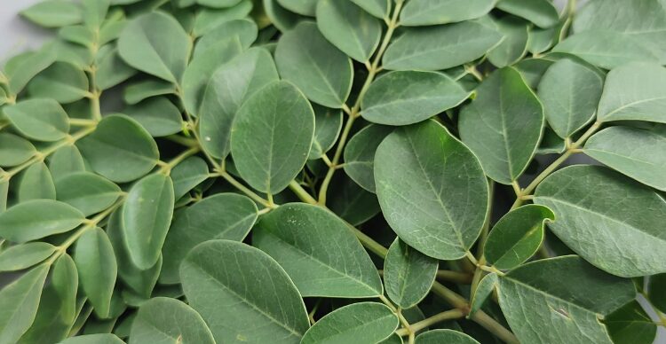 Fakta Mengejutkan: Daun Kelor Baik untuk Kesehatan Mata