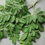 manfaat daun kelor untuk ibu menyusui