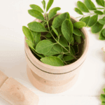 daun kelor sebagai obat herbal