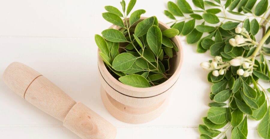 daun kelor sebagai obat herbal