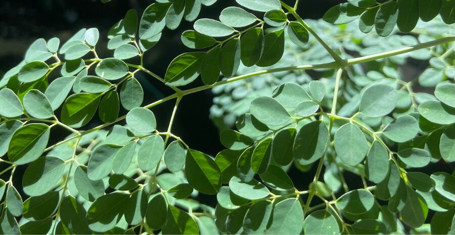 cara menanam daun kelor