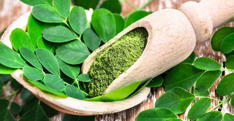 budidaya daun kelor secara organik