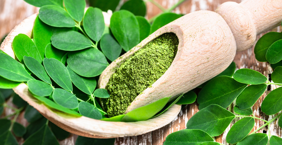 budidaya daun kelor secara organik