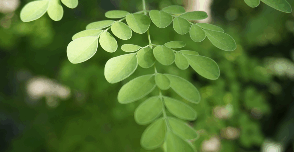 legalitas produk daun kelor BPOM