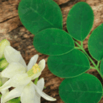 usaha produk olahan daun kelor