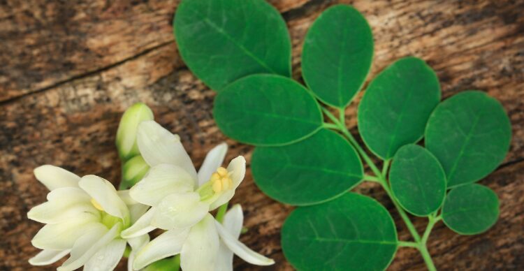 usaha produk olahan daun kelor