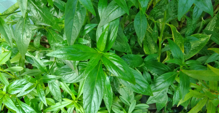 manfaat sambiloto untuk kesehatan